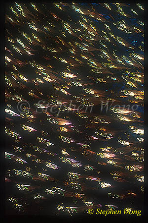 Glassy Sweepers 01