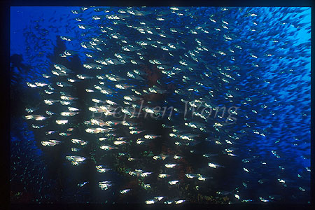 Glassy Sweepers 06