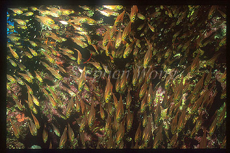 Glassy Sweepers 09