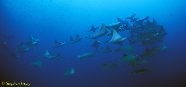 Golden Cownose Rays Schooling 02, Galapagos 110103