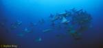 Golden Cownose Rays Schooling 02, Galapagos 110103