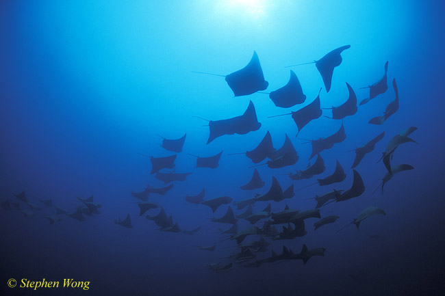 Golden Cownose Rays Schooling 03, Galapagos 110103