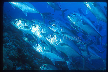 Horse-Eye Jacks 104
