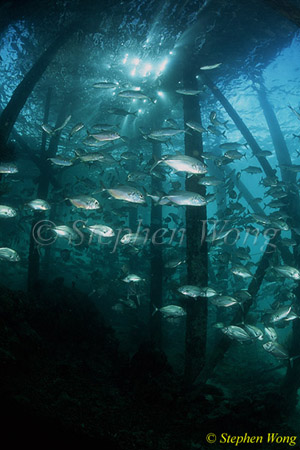 Horse-Eye Jacks 108 derawan jetty 080103