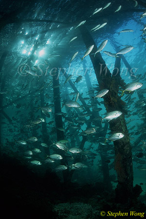 Horse-Eye Jacks 109 derawan jetty 080103