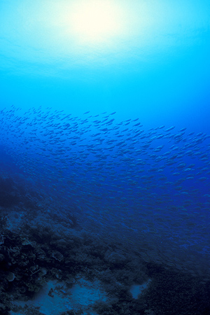 Ochi 06jpg090106
