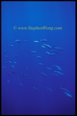 Pilot Fish 01 school 0705