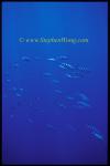 Pilot Fish 01 school 0705