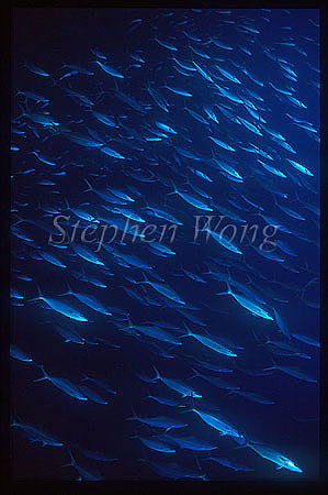 Rainbow Runners 01