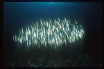 Shrimpfish 03