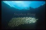 Shrimpfish 04