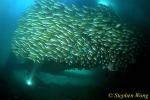 Snappers, Blue Lined & Threadfinned Pearl Perch 01 & Mr.D.D. 081803
