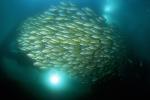 Snappers, Blue Lined & Threadfinned Pearl Perch 02 0705