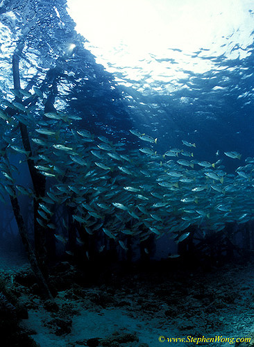 Snappers, Yellow-dashed 01 at jetty 030106