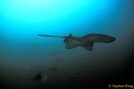 Spotted Eagle & Golden Cownose Rays Schooling 05, Galapagos 110103