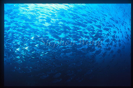 Steel Pompano 01