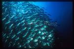 Steel Pompano 02