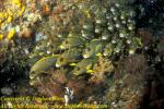 Sweetlips 08t Yellow-ribbon Sweetlips 07t Plectorhinchus polytaenia, RA0607 Stephen WONG 010109