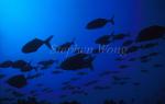 Thicklip Trevally 01