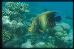 Angel Fish, Half-circled 01, sub adult, Pomacanthus semicirculatus