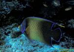 Angel Fish, Half-circled or Semicircle 02 adult, Pomacanthus semicirculatus 060104