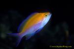 Anthias 01b Bicolor 090106