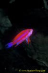 Anthias 02a Randall 090106