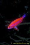 Anthias 02b Randall 090106