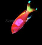 Anthias, Square-spotted Anthias 01 male, negative 1991 Sipadan