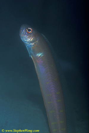 Band Fish 03 090106
