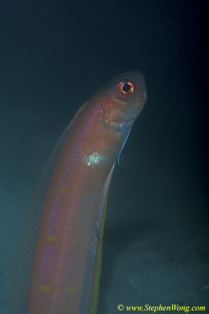 Band Fish 04 090106