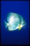 Batfish, Round Batfish 01, Platax orbicularis