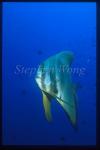 Batfish, Tall-fin 02, Platax teira, sub adult