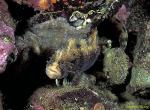 Blenny, Decorated Warbonnet 01a, Vancouver Island 111503