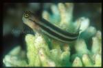 Blenny, four line 01 Ecsenius aequalis