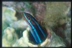 Blenny, Sabre-tooth Blenny 01