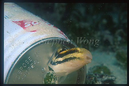 Blenny, Sabre-tooth Blenny 02 in tin can