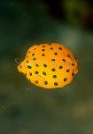 Boxfish, Spotted Boxfish 01a baby