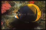 Butterflyfish, Dusky Butterfulyfish 01