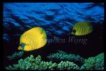 Butterflyfish, Masked Butteflyfish 01