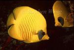 Butterflyfish, Masked Butteflyfish 02