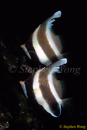 Butterflyfish, Pennant Bannerfish 02 Heniochus chrysostomus 080203