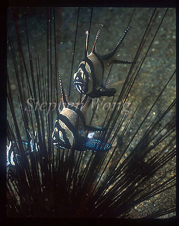 Cardinal fish, Banggai Cardinal 01