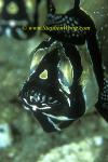 Cardinal fish, Banggai Cardinal 05 papa with babies eyes in mouth