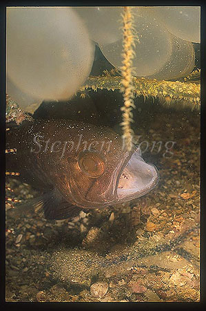 Cardinal fish, Dark Cardinal 01 A.niger, under squid eggs