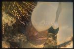 Cardinal fish, Dark Cardinal 03 A.niger, under squid eggs