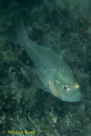 Cardinal fish, Kakaban Cardinal 01 080203