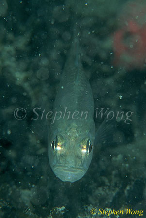 Cardinal fish, Kakaban Cardinal 02 080203