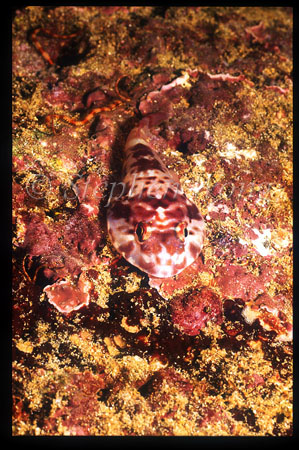 Clingfish, Galapagos Clingfish 01 endemic