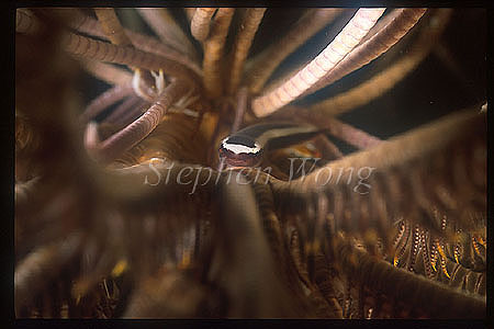 Clingfish, One-stripe Clingfish 01 Discotrema echinophila